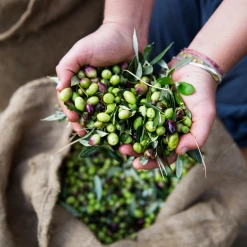 Honest Toil Olio D'oliva Onesta Di Toil 3 Litre -Negozio al dettaglio stagionatura HonestToilOliveOillifestyle3 f7a68b17 ebf6 4710 bc5e d8f985b74b75