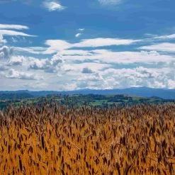 Ingredienti Mulino Marino Organic 00 Farina 1kg 9 Ingredienti Mulino Marino Organic 00 Farina 1kg -Negozio al dettaglio stagionatura lifestyle 0011 MulinoMarino SerenaBascone052